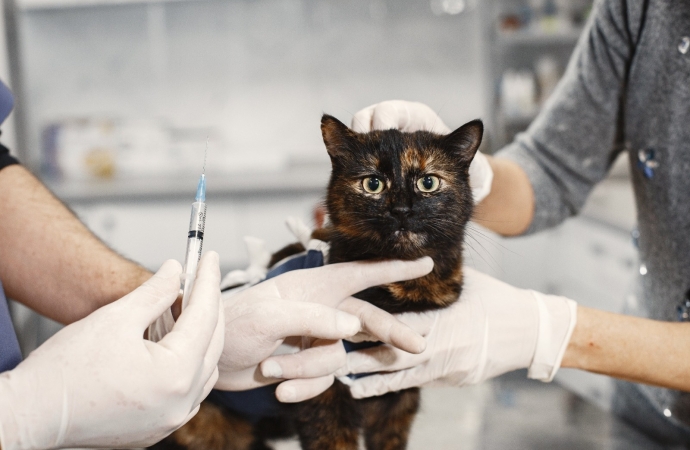 Julho Dourado: Entenda a importância de prevenir as Zoonoses e como a vacinação animal pode evitar as doenças infecciosas