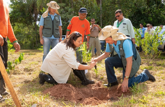 Legado verde: em dez anos, Itaipu plantou quase 775 mil mudas de árvores