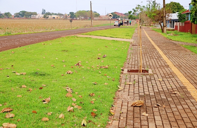 Mais de 400 mudas de árvores foram plantadas em calçadas do Bairro Caramuru