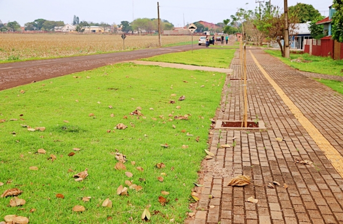 Mais de 400 mudas de árvores foram plantadas em calçadas do Bairro Caramuru