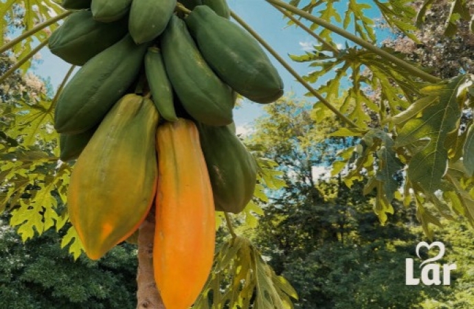 Mamoeiro cultivado no Paraná chama atenção ao produzir frutos com mais de 6 kg
