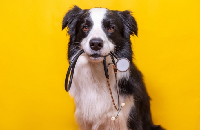 Março Amarelo: Faculdade UNIGUAÇU alerta tutores para prevenção das doenças renais em pets