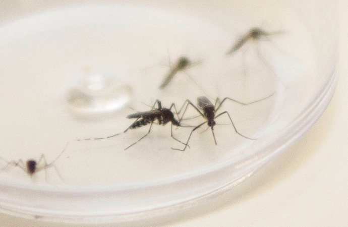Medianeira alerta para aumento nos focos da dengue