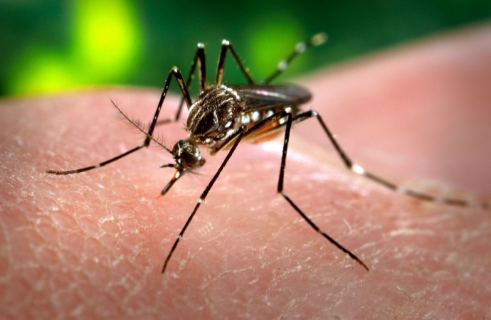 Medianeira possui 39 casos confirmados de dengue, aponta Boletim Epidemiológico