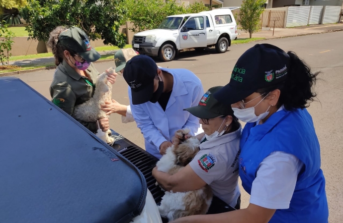 Medianeira registra caso de Leishmaniose Canina importada