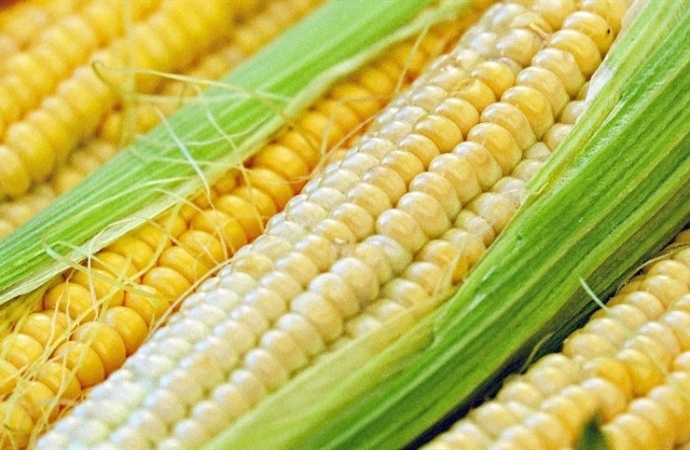 Mercado de milho segue parado