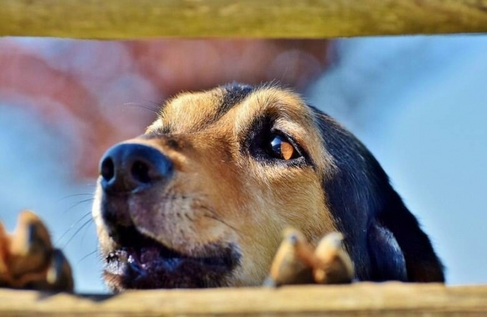 Meu cachorro não para de latir, o que fazer?