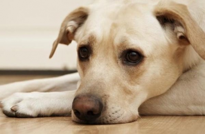 Meu cachorro não quer comer, o que devo fazer?