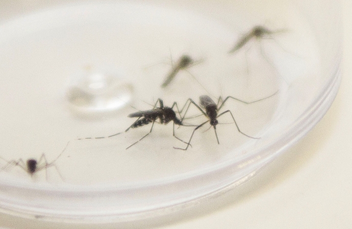 Ministério da Saúde confirma envio emergencial de inseticida para combater o Aedes Aegypti