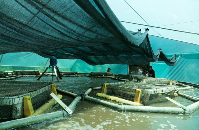 Mirando uso racional da água, Embrapa e Itaipu desenvolvem projeto para produzir peixes em sistema de bioflocos