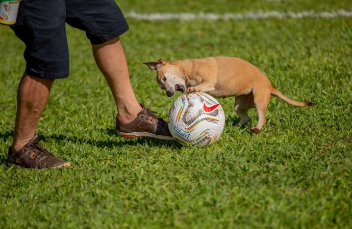 Missal cria programa municipal de Defesa e Proteção Animal