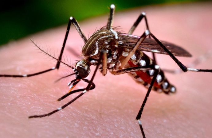 Missal entra em epidemia de dengue