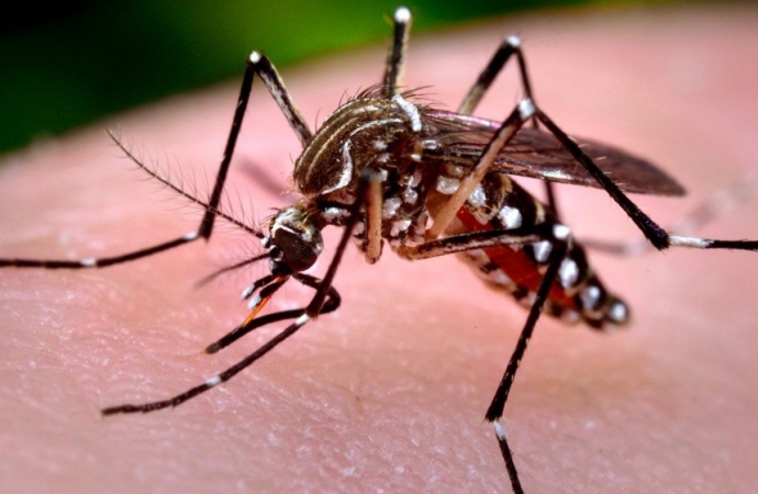 Missal registrou 31 casos de dengue desde o início do ano
