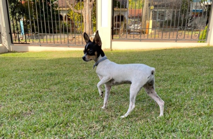 Moradora de São Miguel oferece gratificação para encontrar cachorrinha que sumiu próximo a Sanepar