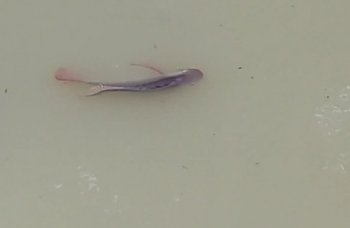 Moradores denunciam poluição e morte de peixes no Rio Pinto, em São Miguel do Iguaçu