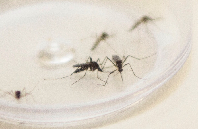 Mutirão de limpeza contra a dengue começa nesta quarta-feira (27) em São Miguel do Iguaçu