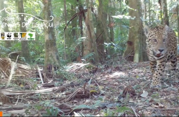 Nova onça-pintada é registrada pelo projeto Onças do Iguaçu; vídeo