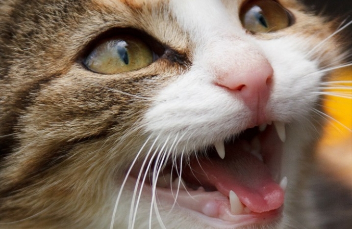O gato não para de miar? Descubra o que pode ser!