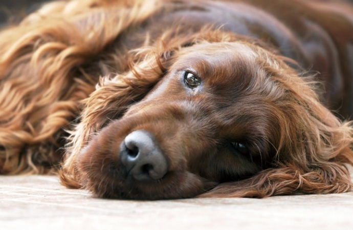 O que é cinomose? Conheça essa doença grave que atinge os cães