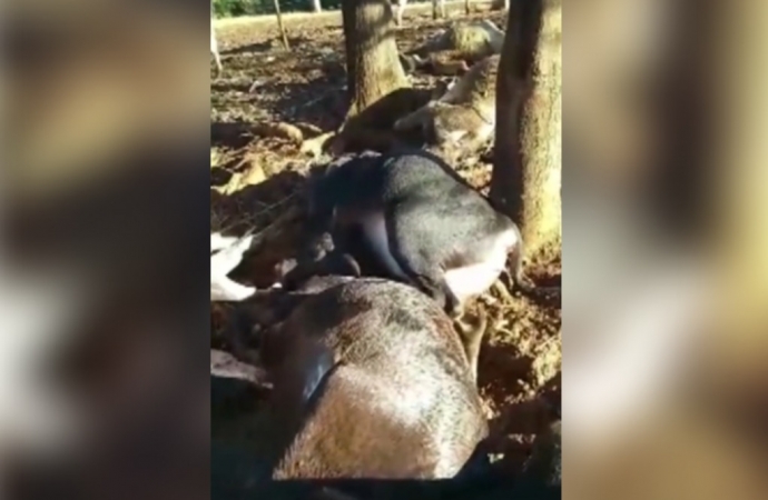 Animais morrem após descarga elétrica em propriedade rural de São José das Palmeiras