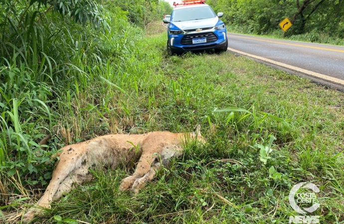 Onça parda é encontrada morta às margens da PR 497, em São Miguel do Iguaçu