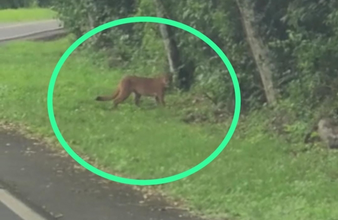 Onça-pintada é flagrada passeando no Parque Nacional do Iguaçu no feriado da Independência