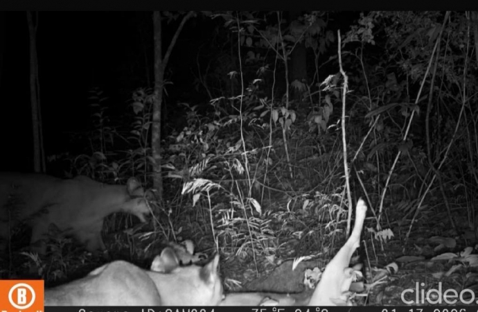 Onças-pardas invadem quintal de residência e atacam animais de estimação em São Miguel do Iguaçu