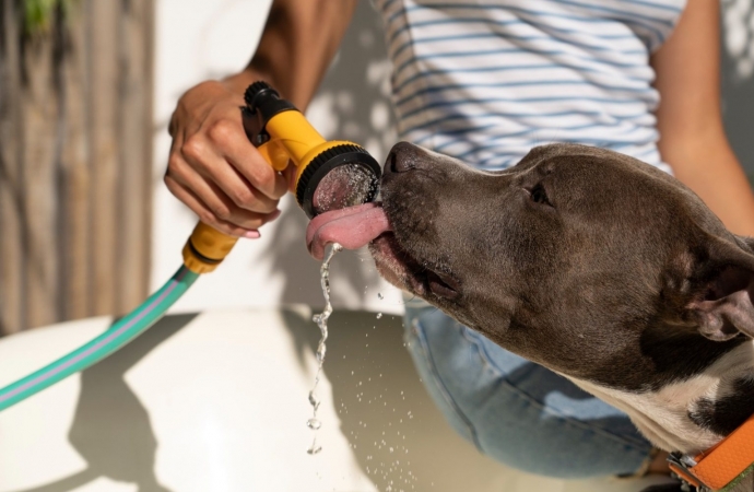 Onda de calor:  Saiba como cuidar dos pets durante as altas temperaturas