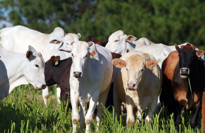 Paraná atua para ampliar espaço no mercado mundial de carnes