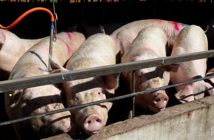 Paraná bate recorde de produção de carne de frango, suína e bovina no 1º trimestre de 2025