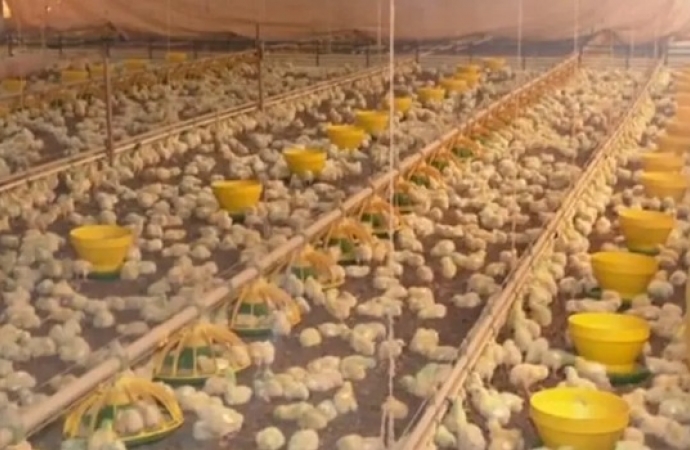 Paraná ganha novos mercados para exportação de frango na China