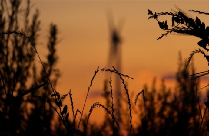 Paraná projeta redução de área cultivada de trigo para 2024