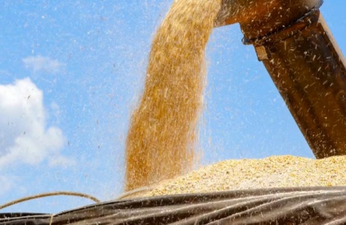 Paraná tem menor primeira safra de milho desde 1998, diz Deral