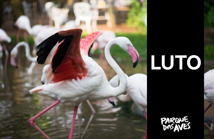 Parque das Aves decreta luto de três dias após morte de 172 flamingos