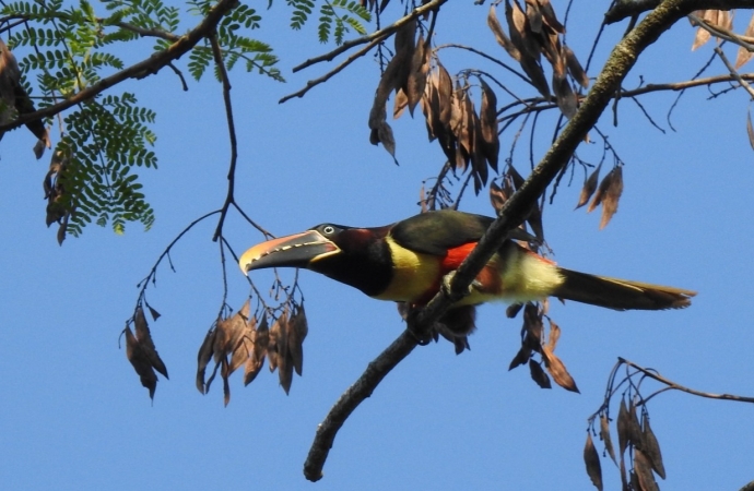 Parque Nacional do Iguaçu fortalece o birdwatching e credencia condutores para observação de aves