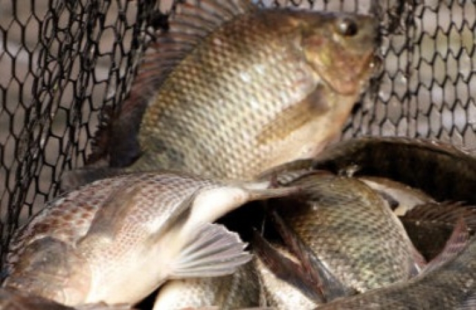 Peixe na merenda escolar gera otimismo na aquicultura do Paraná