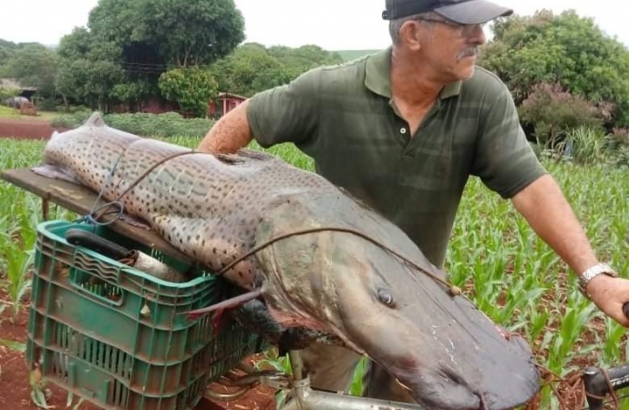 Pescador captura peixe de mais de 40kg no Rio Paraná em Guaíra