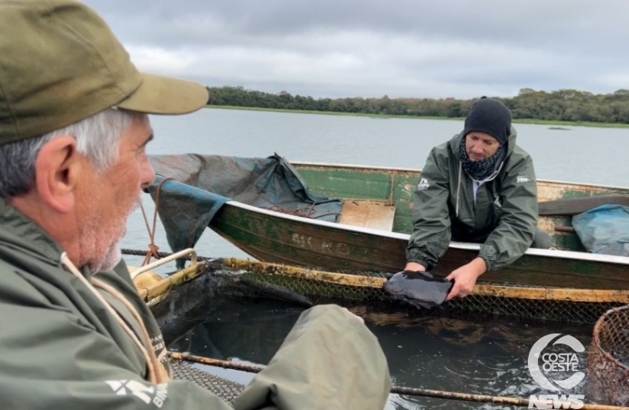 Pescadores consolidam criação de pacu e sonham em poder também criar tilápia no Lago de Itaipu