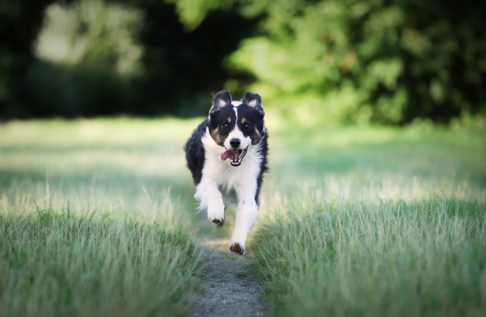 Pets podem pegar dengue? Médica Veterinária do Hospital Veterinário UNIGUAÇU explica!