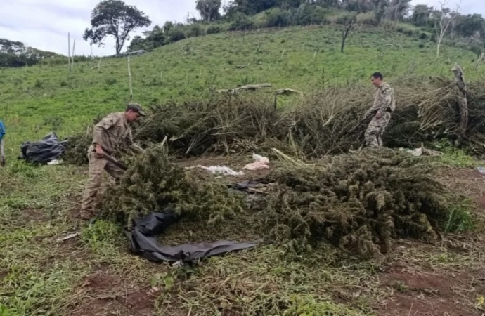 PF destrói plantação de maconha em área equivalente a 120 campos de futebol