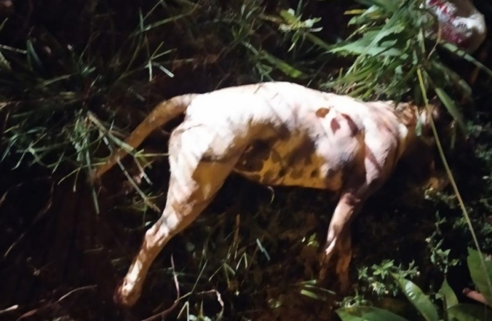 Pit Bulls matam cão, atacam criança e são mortos pela Guarda Municipal em Foz