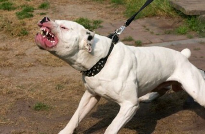 Pitbull pula muro e mata seis galinhas em Guaíra