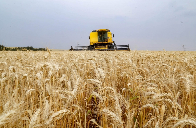 Plantio de trigo começa pela região Norte do Estado