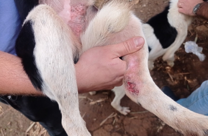 Polícia Ambiental em conjunto com outros órgão resgatam 25 cães em situação de maus tratos