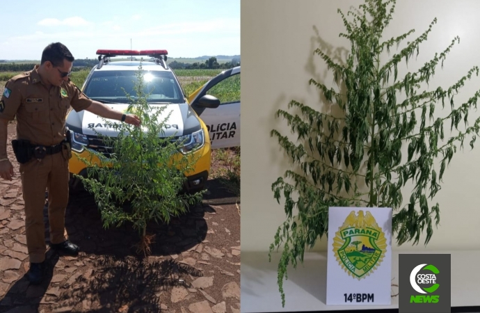 Polícia Militar apreende pé de maconha em Itaipulândia