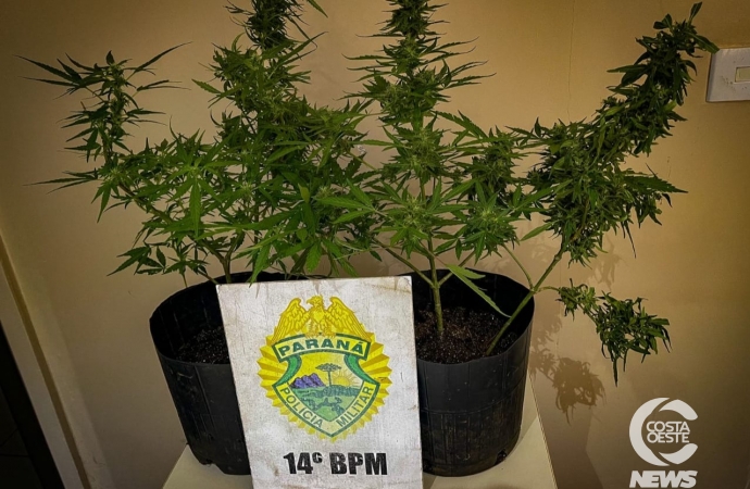 Polícia Militar apreende pés de maconha plantados em vasos