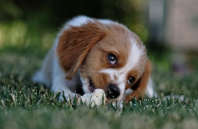 Por que cachorro enterra comida? Descubra mais sobre esse hábito