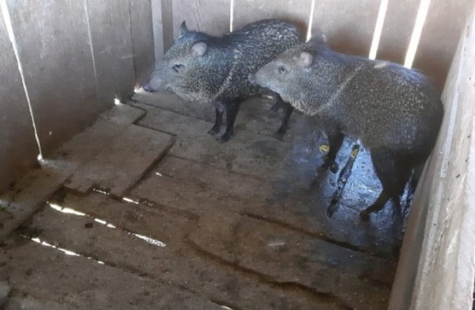 Porcos-do-mato mantidos em cativeiro ilegal são resgatados em São Miguel do Iguaçu