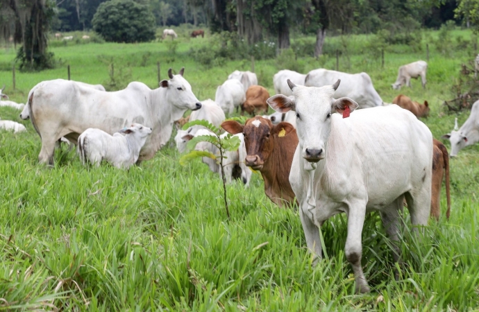 Prazo para atualização obrigatória de rebanhos começa em 1º de maio no Paraná