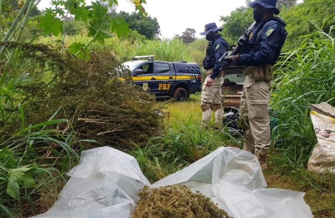 PRF estoura galpão de plantação de maconha na região oeste